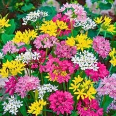 Botanik Lale Mix - Botanical Tulips 20 adet + Allium Small Flowering Mix soğanı 20 adet