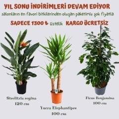 Strelitzia reginae (Cüce Muz) - Yucca Elephantipes (Fil Yavrusu) - Ficus benjamina (İncir Ağacı) 3'ü Birarada Kampanya
