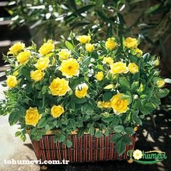 Mini Gül Saksıda - Rose Chinensis - ,3'lü Paket
