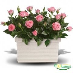 Mini Gül Saksıda - Rose Chinensis - ,3'lü Paket