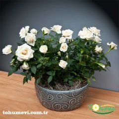 Mini Gül Saksıda - Rose Chinensis - ,3'lü Paket