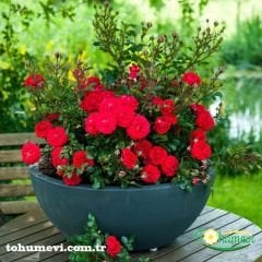 ﻿Mini Gül Saksıda - Rose Chinensis - ,3'lü Paket
