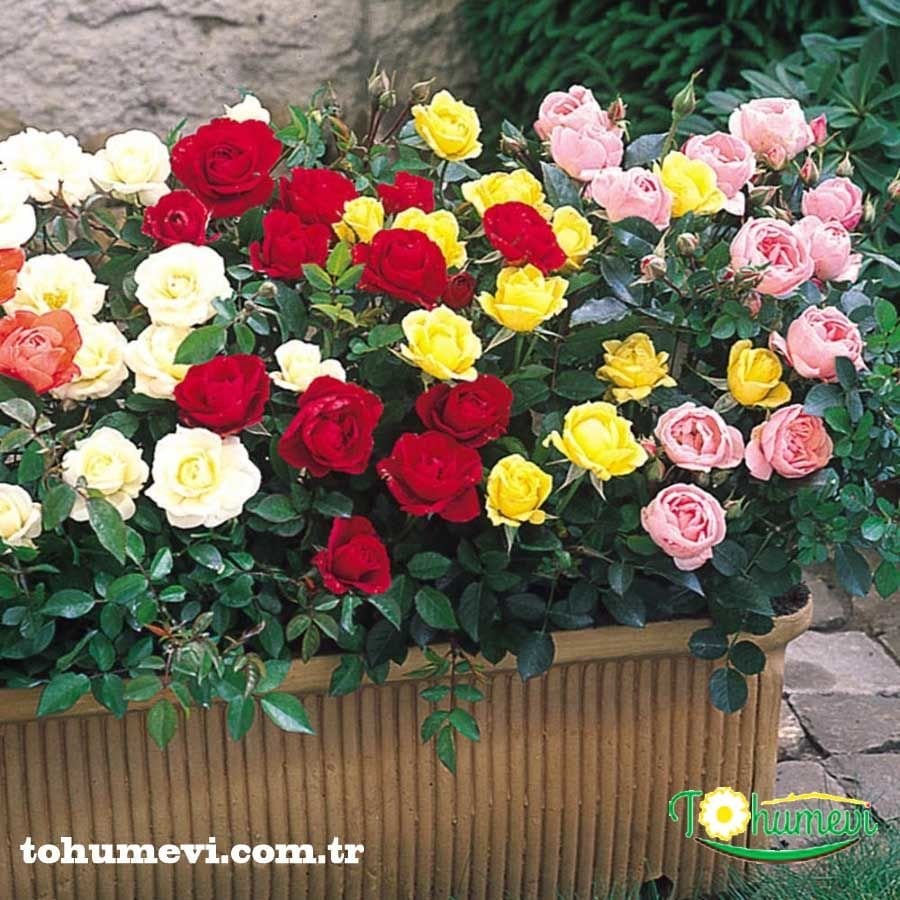 ﻿Mini Gül Saksıda - Rose Chinensis - ,3'lü Paket