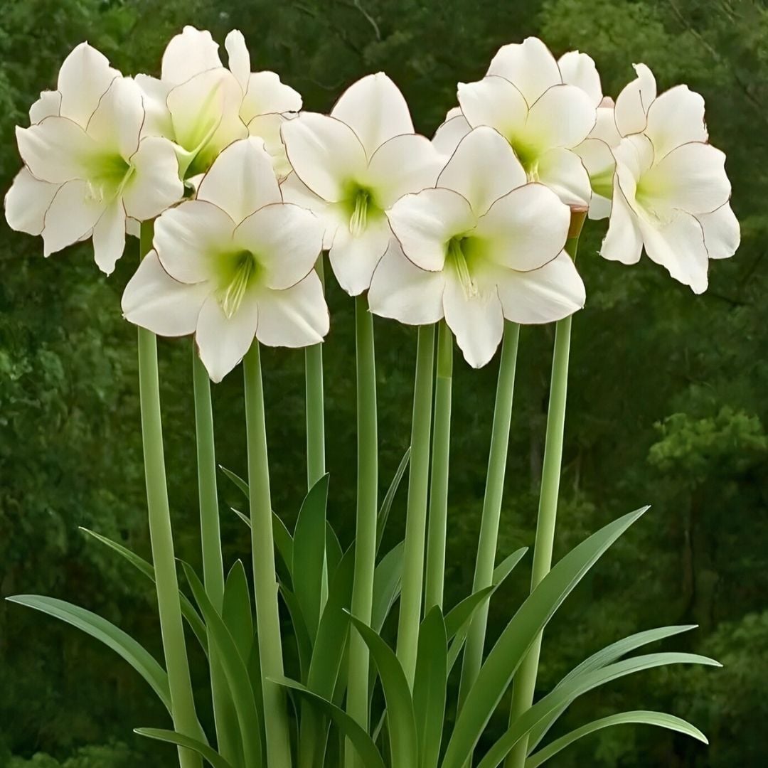 Mont Blanc  Amaryllis Soğanı - Güzel Hatun Çiçeği – Beyaz