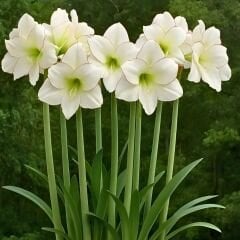 Mont Blanc  Amaryllis Soğanı - Güzel Hatun Çiçeği – Beyaz
