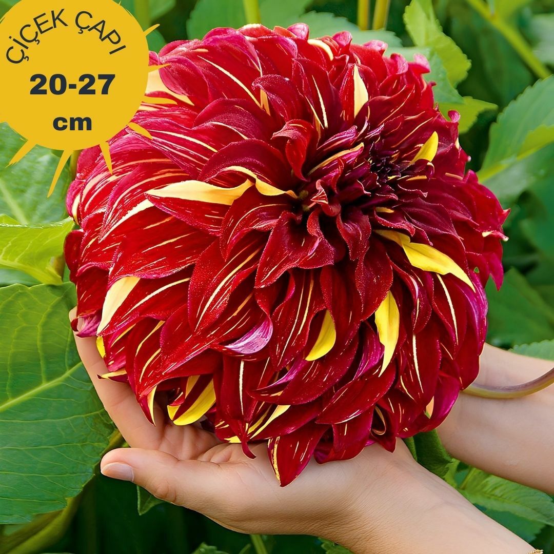 Bohemian Spartacus Dev Dahlia Yıldız Çiçeği Kök - Dalya - Patates Çiçeği - Kırmızı Sarı Ebruli