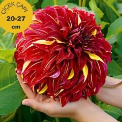 Bohemian Spartacus Dev Dahlia Yıldız Çiçeği Kök - Dalya - Patates Çiçeği - Kırmızı Sarı Ebruli