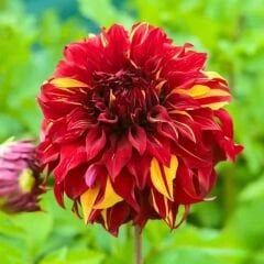 Bohemian Spartacus Dev Dahlia Yıldız Çiçeği Kök - Dalya - Patates Çiçeği - Kırmızı Sarı Ebruli