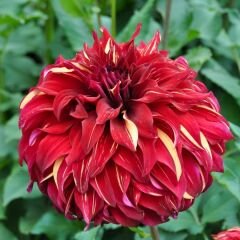 Bohemian Spartacus Dev Dahlia Yıldız Çiçeği Kök - Dalya - Patates Çiçeği - Kırmızı Sarı Ebruli