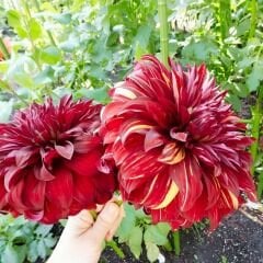 Bohemian Spartacus Dev Dahlia Yıldız Çiçeği Kök - Dalya - Patates Çiçeği - Kırmızı Sarı Ebruli