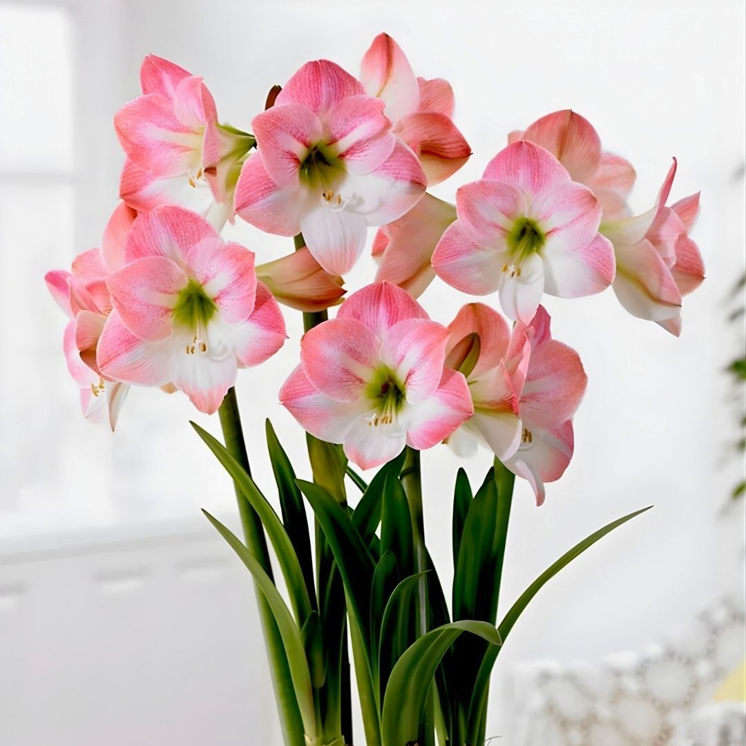 Appleblossom  Amaryllis Soğanı - Güzel Hatun Çiçeği – Beyaz Pembe