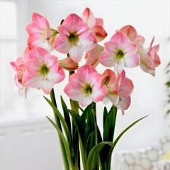 Appleblossom  Amaryllis Soğanı - Güzel Hatun Çiçeği – Beyaz Pembe