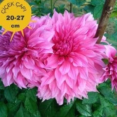 Cafe au Lait Rose Dev Dahlia Yıldız Çiçeği Kök - Dalya - Patates Çiçeği  - Fuşya