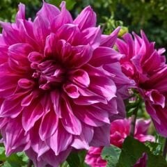 Cafe au Lait Rose Dev Dahlia Yıldız Çiçeği Kök - Dalya - Patates Çiçeği  - Fuşya