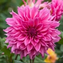 Cafe au Lait Rose Dev Dahlia Yıldız Çiçeği Kök - Dalya - Patates Çiçeği  - Fuşya