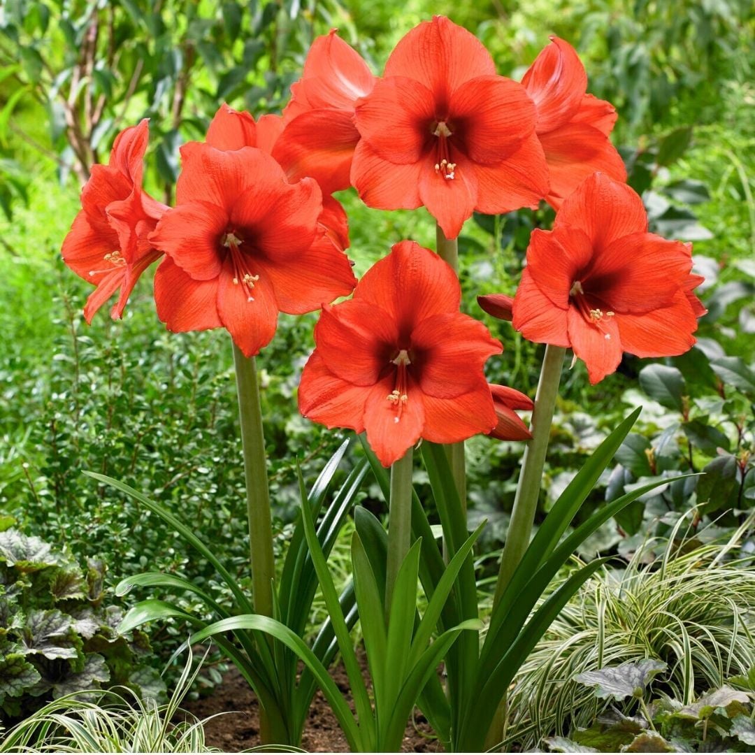 Orance Amaryllis Soğanı - Güzel Hatun Çiçeği – Turuncu