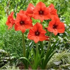 Orance Amaryllis Soğanı - Güzel Hatun Çiçeği – Turuncu