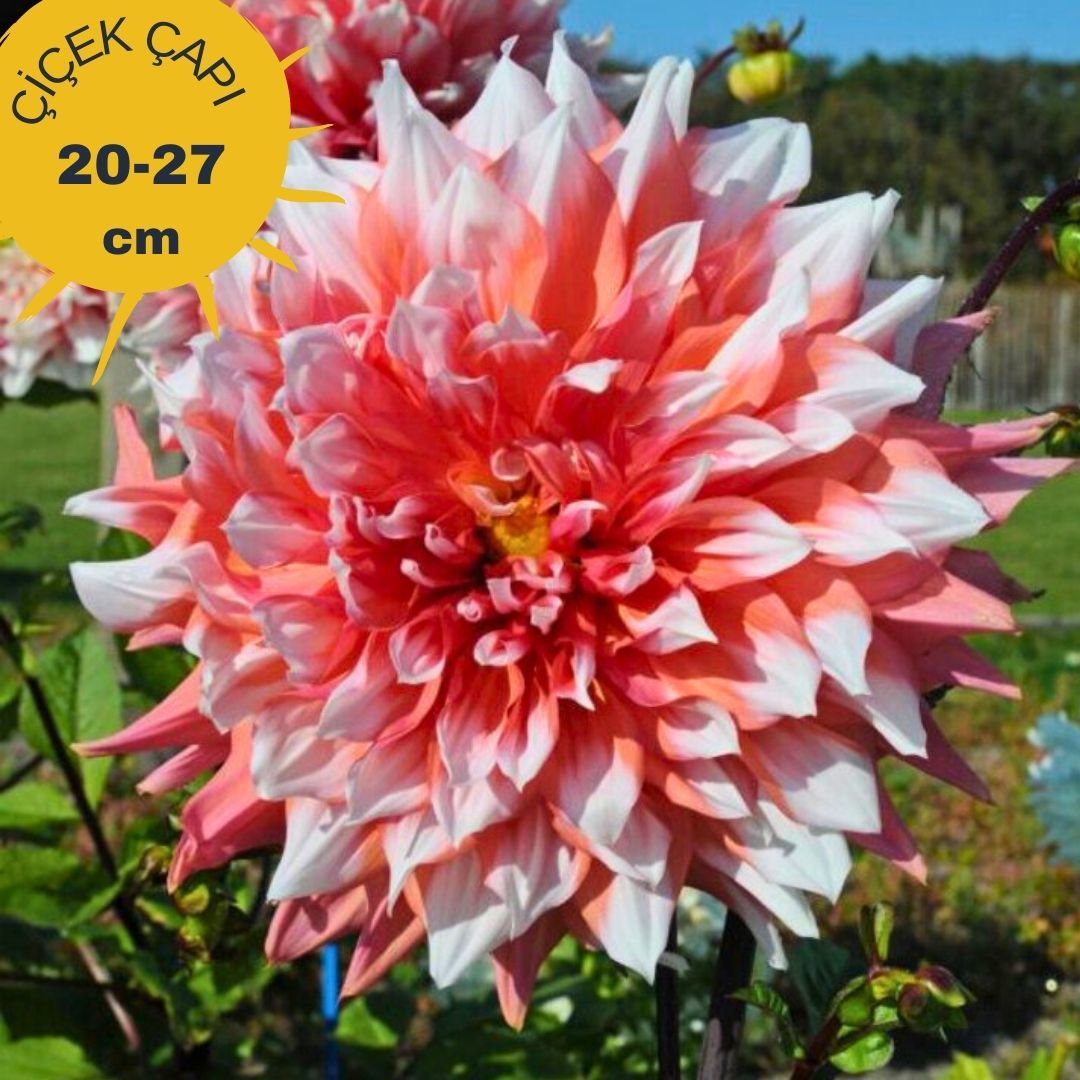 Holland Festival Dev Dahlia Yıldız Çiçeği Kök - Dalya - Patates Çiçeği  - Nar Çiçeği