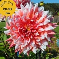 Holland Festival Dev Dahlia Yıldız Çiçeği Kök - Dalya - Patates Çiçeği  - Nar Çiçeği