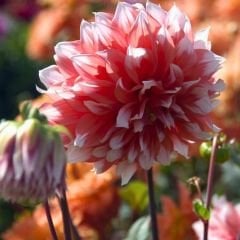 Holland Festival Dev Dahlia Yıldız Çiçeği Kök - Dalya - Patates Çiçeği  - Nar Çiçeği