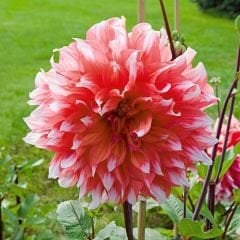 Holland Festival Dev Dahlia Yıldız Çiçeği Kök - Dalya - Patates Çiçeği  - Nar Çiçeği