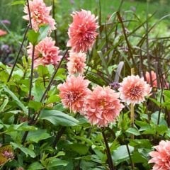 Holland Festival Dev Dahlia Yıldız Çiçeği Kök - Dalya - Patates Çiçeği  - Nar Çiçeği