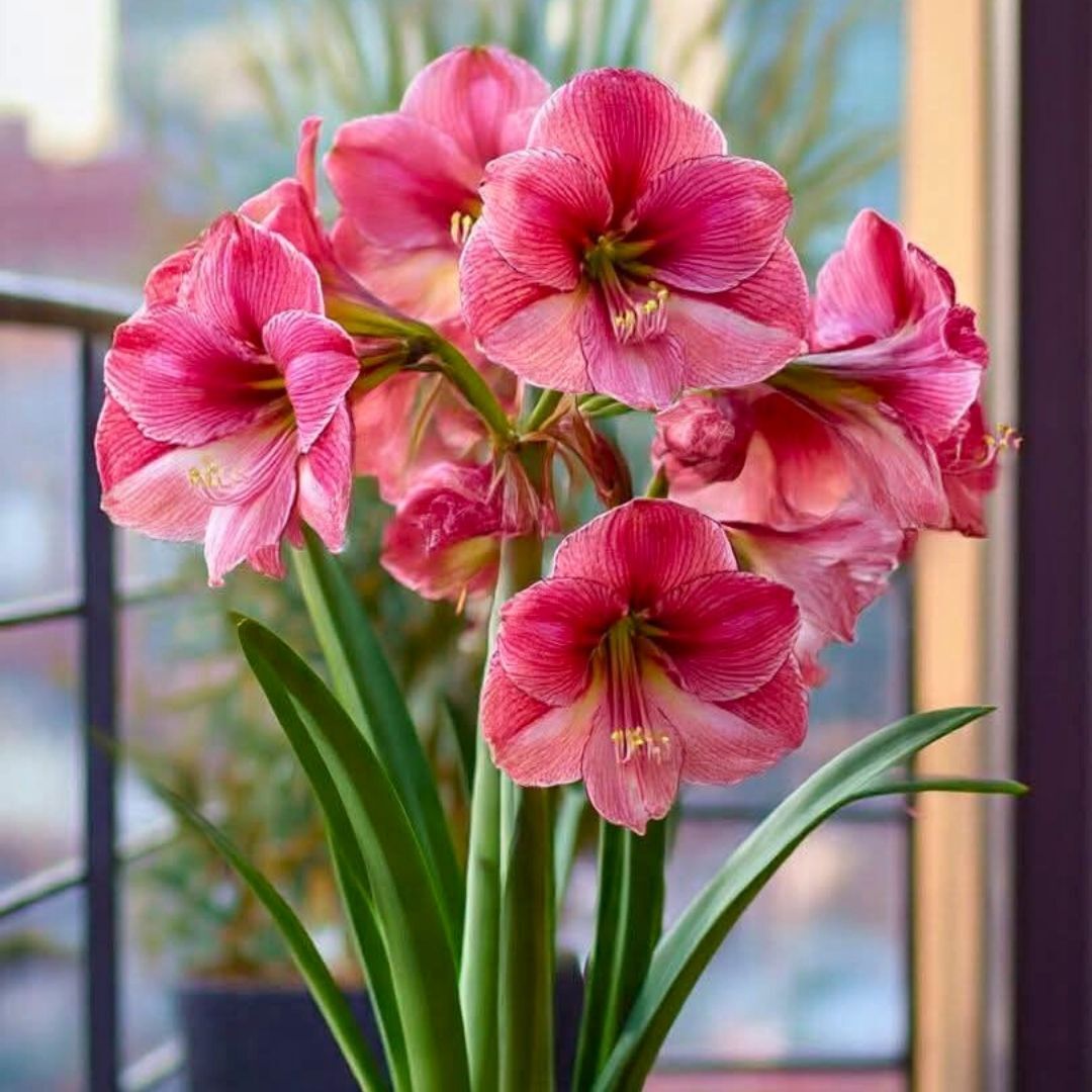 Pink Amaryllis Soğanı - Güzel Hatun Çiçeği – Pink