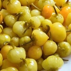 Misket Biber Tohumu - Tatlı Kiraz Biber