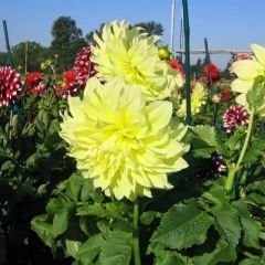 Kelvin Floodlight Dev Dahlia Yıldız Çiçeği Kök - Dalya - Patates Çiçeği  - Kanarya Sarı