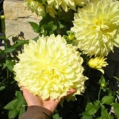 Kelvin Floodlight Dev Dahlia Yıldız Çiçeği Kök - Dalya - Patates Çiçeği  - Kanarya Sarı