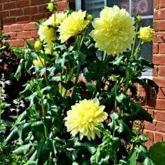 Kelvin Floodlight Dev Dahlia Yıldız Çiçeği Kök - Dalya - Patates Çiçeği  - Kanarya Sarı