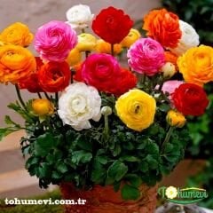 Ranunculus - Düğün Çiçeği Kök Soğanı