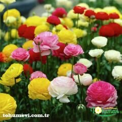 Ranunculus - Düğün Çiçeği Kök Soğanı
