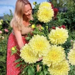 Kelvin Floodlight Dev Dahlia Yıldız Çiçeği Kök - Dalya - Patates Çiçeği  - Kanarya Sarı