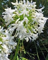 Afrika Zambağı - Agapanthus Africanus Volendam - Beyaz