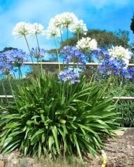 Afrika Zambağı - Agapanthus Africanus Volendam - Beyaz