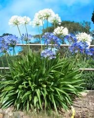 Afrika Zambağı - Agapanthus Africanus Volendam - Beyaz