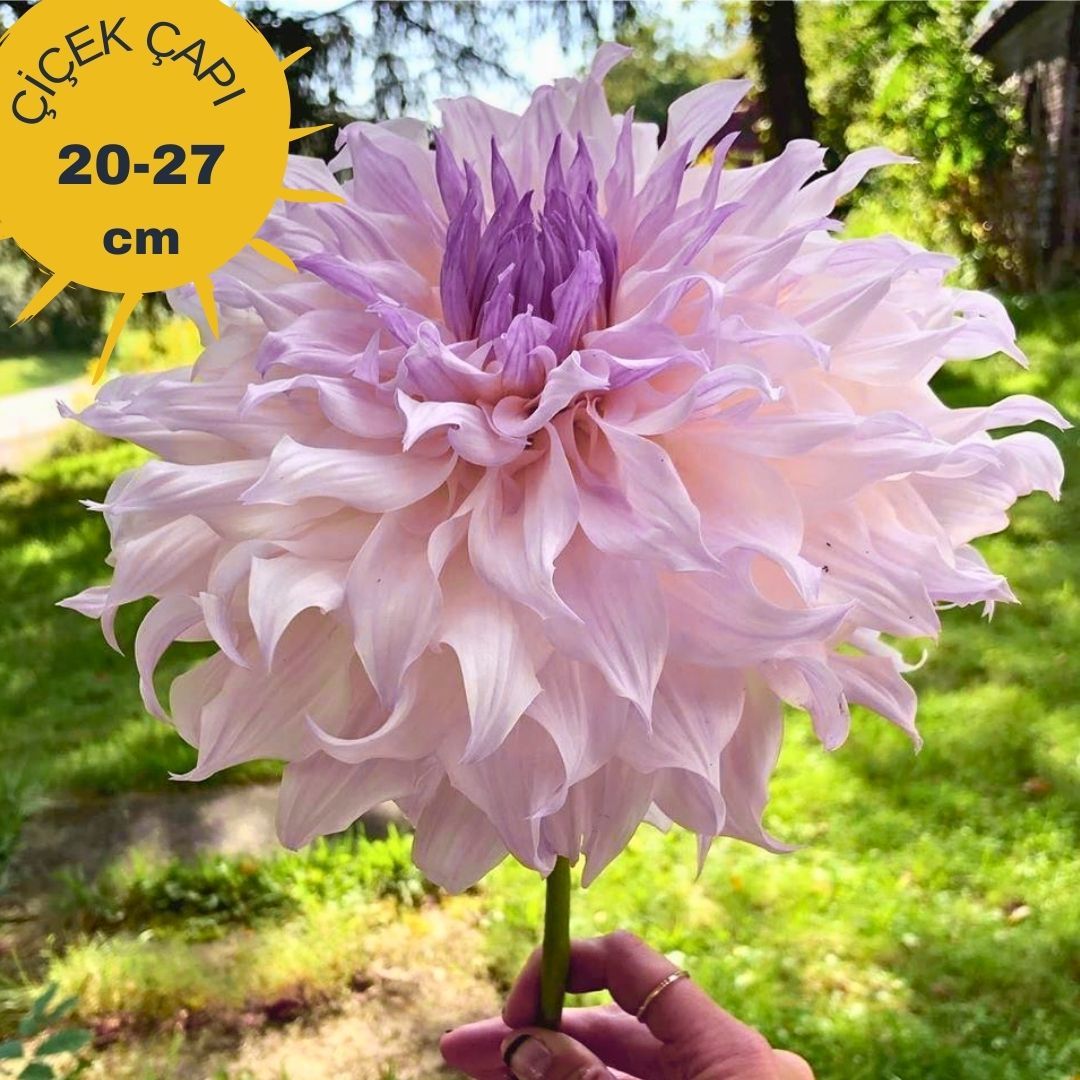 Shiloh Noelle Dev Dahlia Yıldız Çiçeği Kök - Dalya - Patates Çiçeği  - Lila Ebruli