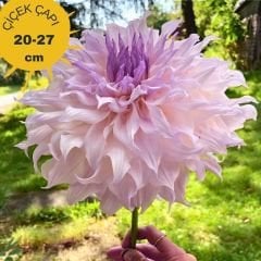 Shiloh Noelle Dev Dahlia Yıldız Çiçeği Kök - Dalya - Patates Çiçeği  - Lila Ebruli