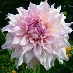 Shiloh Noelle Dev Dahlia Yıldız Çiçeği Kök - Dalya - Patates Çiçeği  - Lila Ebruli