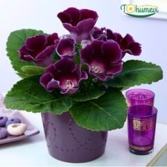 Gloxinia Bardak Menekşesi Yumrusu – Gloxinia Hollywood - Mor