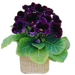 Gloxinia Bardak Menekşesi Yumrusu – Gloxinia Hollywood - Mor