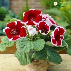 Gloxinia Bardak Menekşesi Yumrusu – Kaıser Frıedrıch - Kırmızı Beyaz