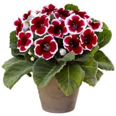Gloxinia Bardak Menekşesi Yumrusu – Kaıser Frıedrıch - Kırmızı Beyaz