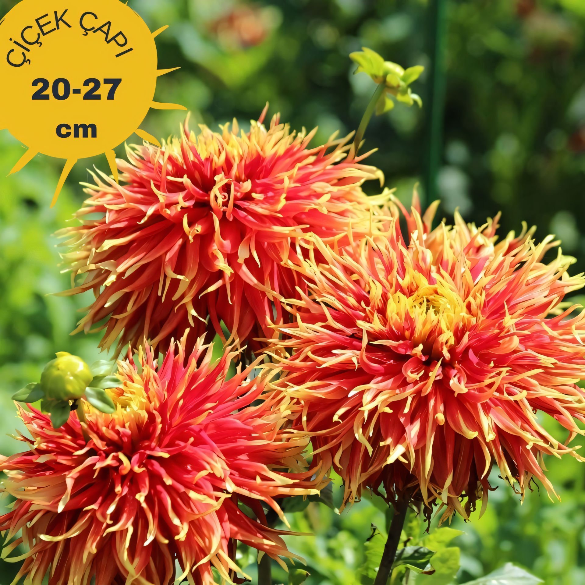 Show 'n Tell Dev Dahlia Yıldız Çiçeği Kök - Dalya - Patates Çiçeği  - Turuncu Saçaklı