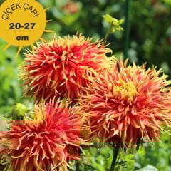 Show 'n Tell Dev Dahlia Yıldız Çiçeği Kök - Dalya - Patates Çiçeği  - Turuncu Saçaklı