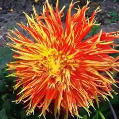 Show 'n Tell Dev Dahlia Yıldız Çiçeği Kök - Dalya - Patates Çiçeği  - Turuncu Saçaklı