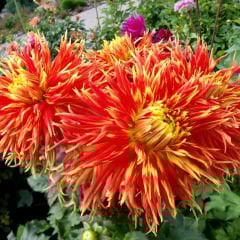 Show 'n Tell Dev Dahlia Yıldız Çiçeği Kök - Dalya - Patates Çiçeği  - Turuncu Saçaklı