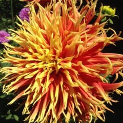 Show 'n Tell Dev Dahlia Yıldız Çiçeği Kök - Dalya - Patates Çiçeği  - Turuncu Saçaklı