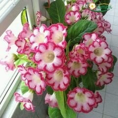 Gloxinia Bardak Menekşesi Yumrusu – Tıgrına Rood - Pembe Ebruli